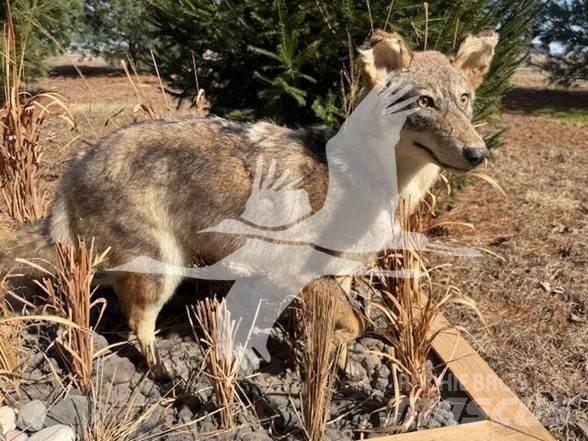 Coyote  Muut koneet