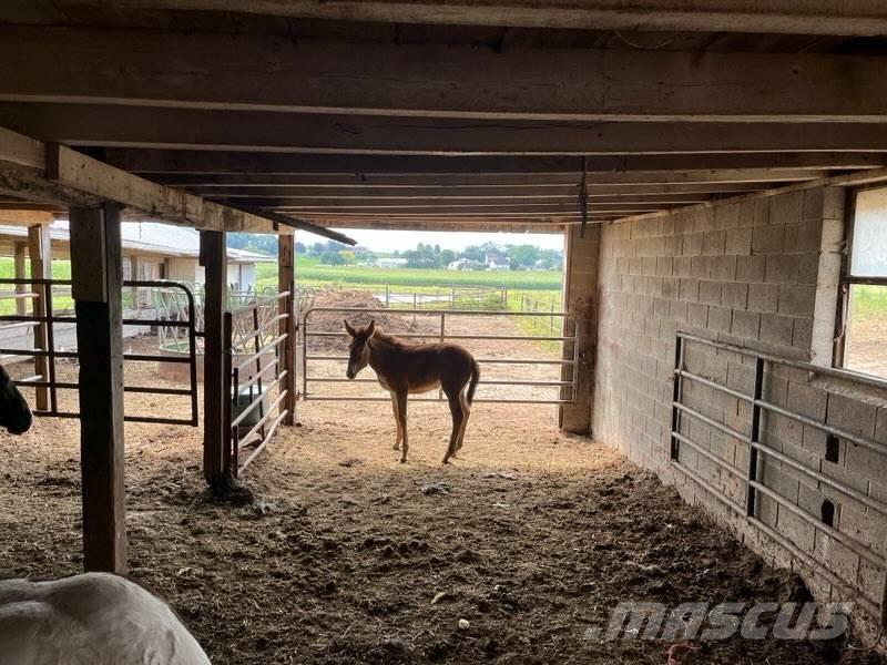  Mule Colt Muut karjatalouskoneet ja lisävarusteet