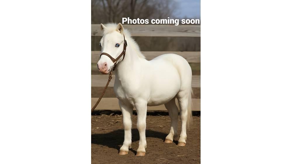 White Pony 40in Lypsylaitteet