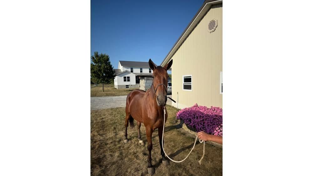  Horse Standardbred Muut karjatalouskoneet ja lisävarusteet