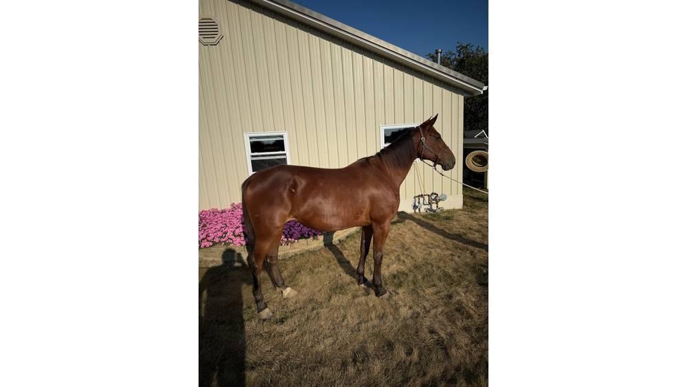  Horse Standardbred Muut karjatalouskoneet ja lisävarusteet