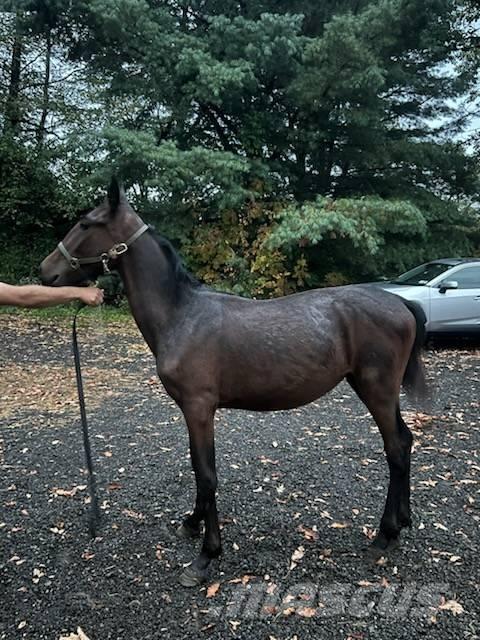  Horse Standardbred Muut karjatalouskoneet ja lisävarusteet