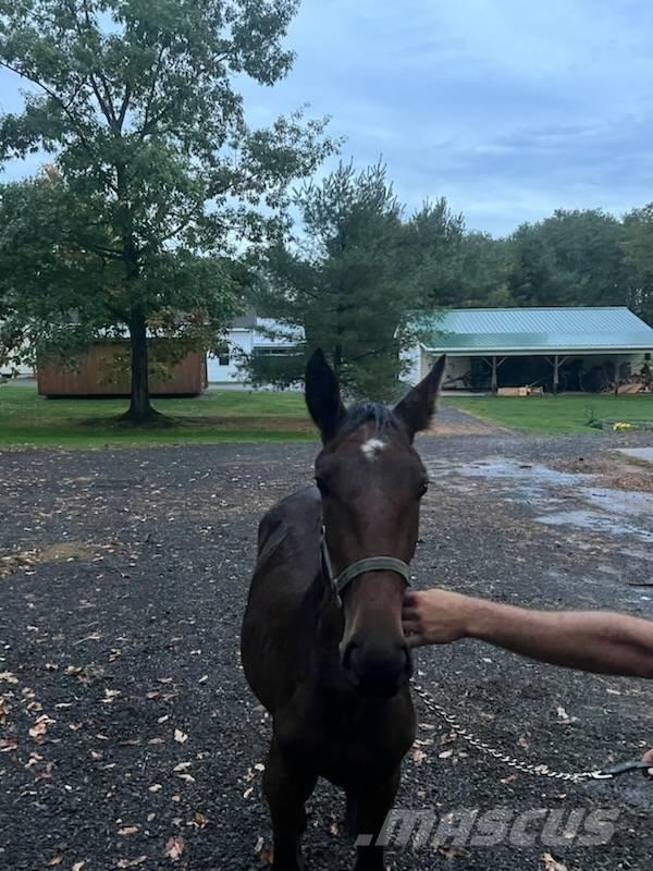  Horse Standardbred Muut karjatalouskoneet ja lisävarusteet