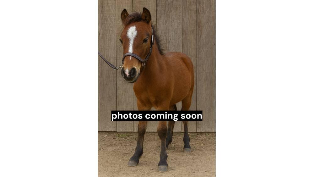  Pony 35' Lypsylaitteet
