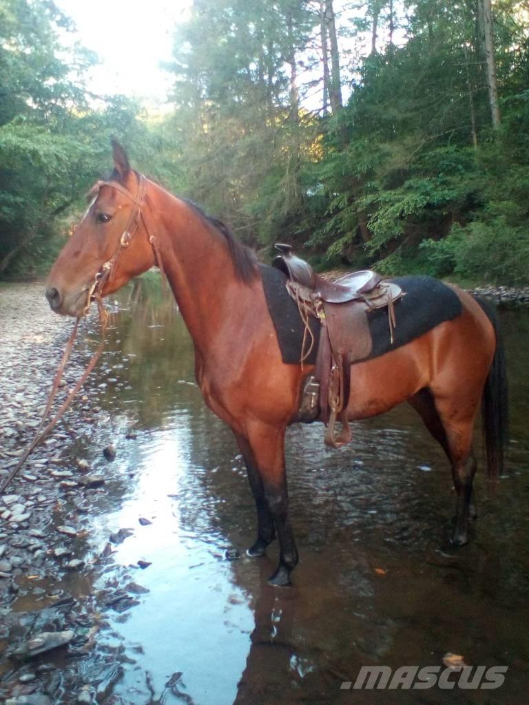 Morgan Mare Muut karjatalouskoneet ja lisävarusteet