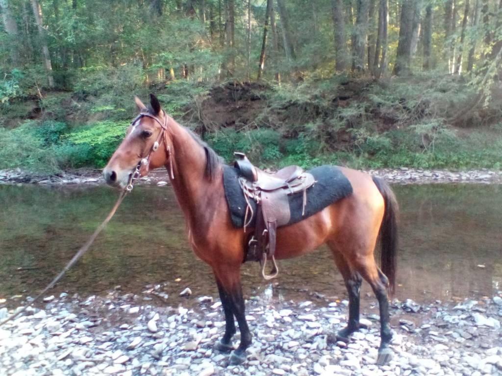 Morgan Mare Muut karjatalouskoneet ja lisävarusteet