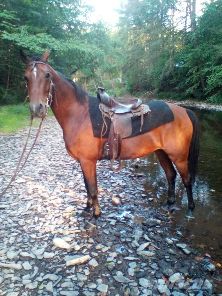 Morgan Mare Muut karjatalouskoneet ja lisävarusteet