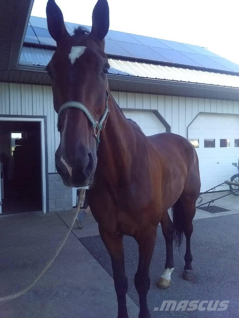  Standardbred Gelding Lypsylaitteet