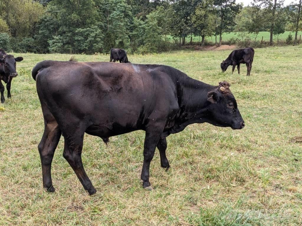 Bull (Organic Farm) Lypsylaitteet