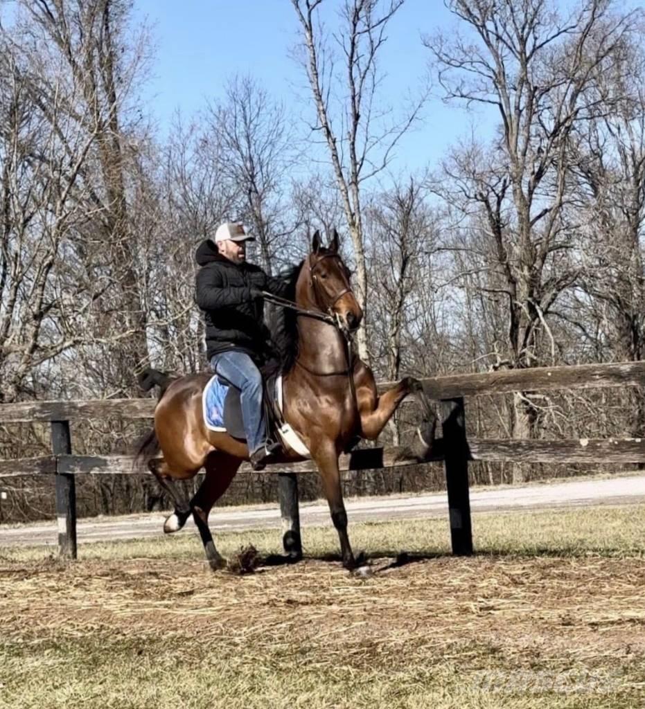  Horse Saddlebred Muut karjatalouskoneet ja lisävarusteet