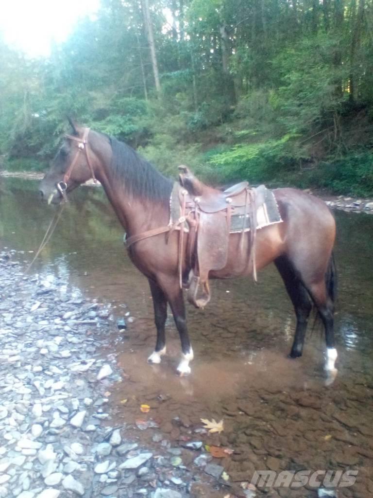  Horse Standaredbred Muut karjatalouskoneet ja lisävarusteet