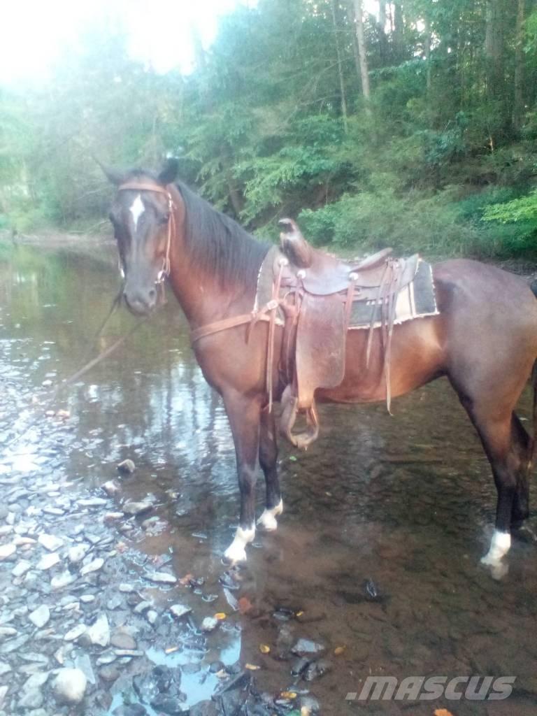 Horse Standaredbred Muut karjatalouskoneet ja lisävarusteet