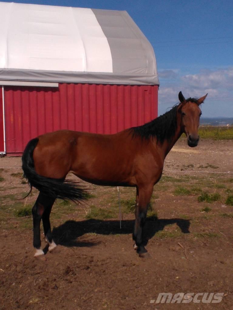  Horse Family Muut karjatalouskoneet ja lisävarusteet