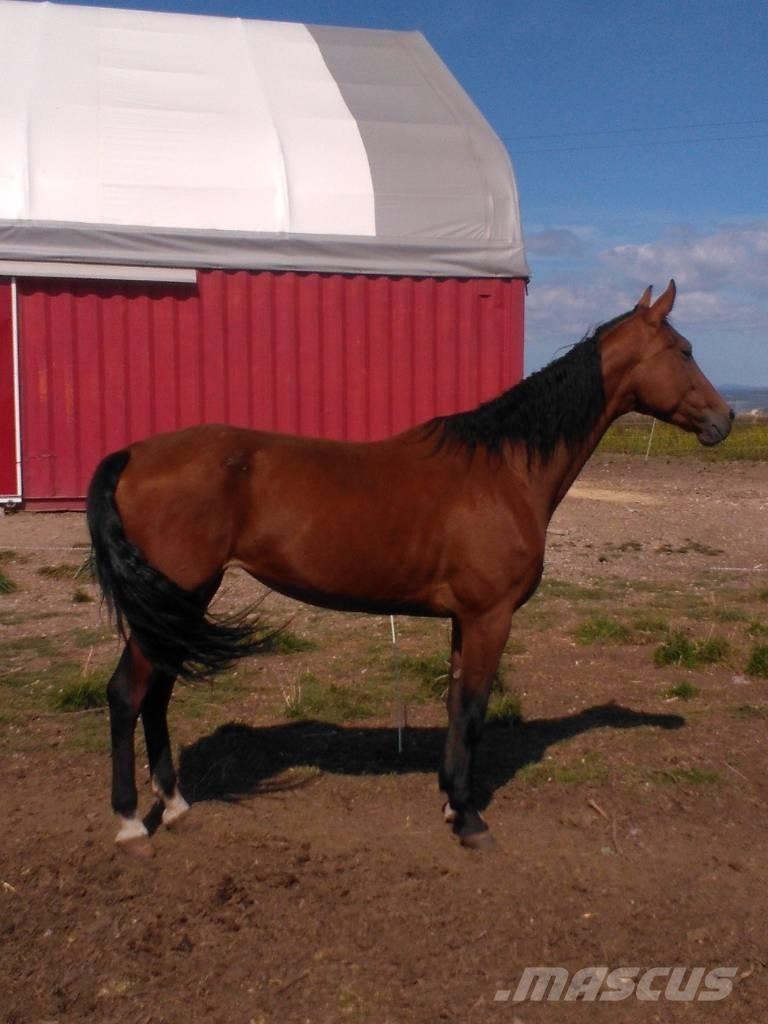  Horse Family Muut karjatalouskoneet ja lisävarusteet