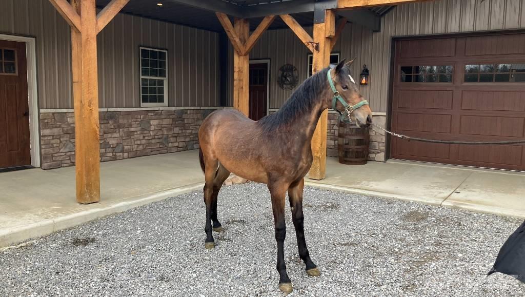 Morgan Filly Lisävarusteet ja komponentit