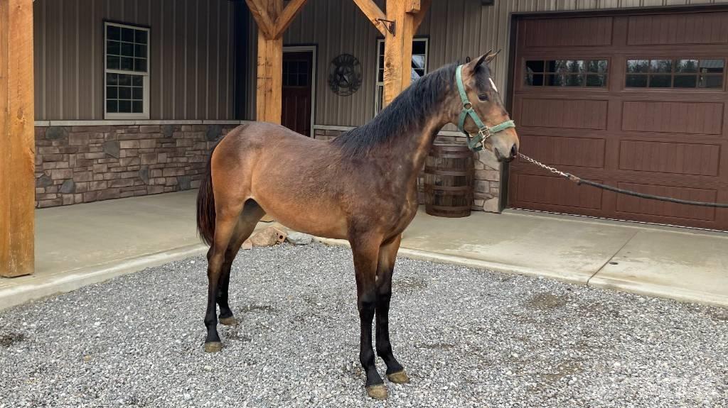 Morgan Filly Lisävarusteet ja komponentit