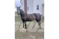  Horse Mare Muut karjatalouskoneet ja lisävarusteet