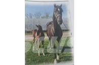  Horse Mare Muut karjatalouskoneet ja lisävarusteet