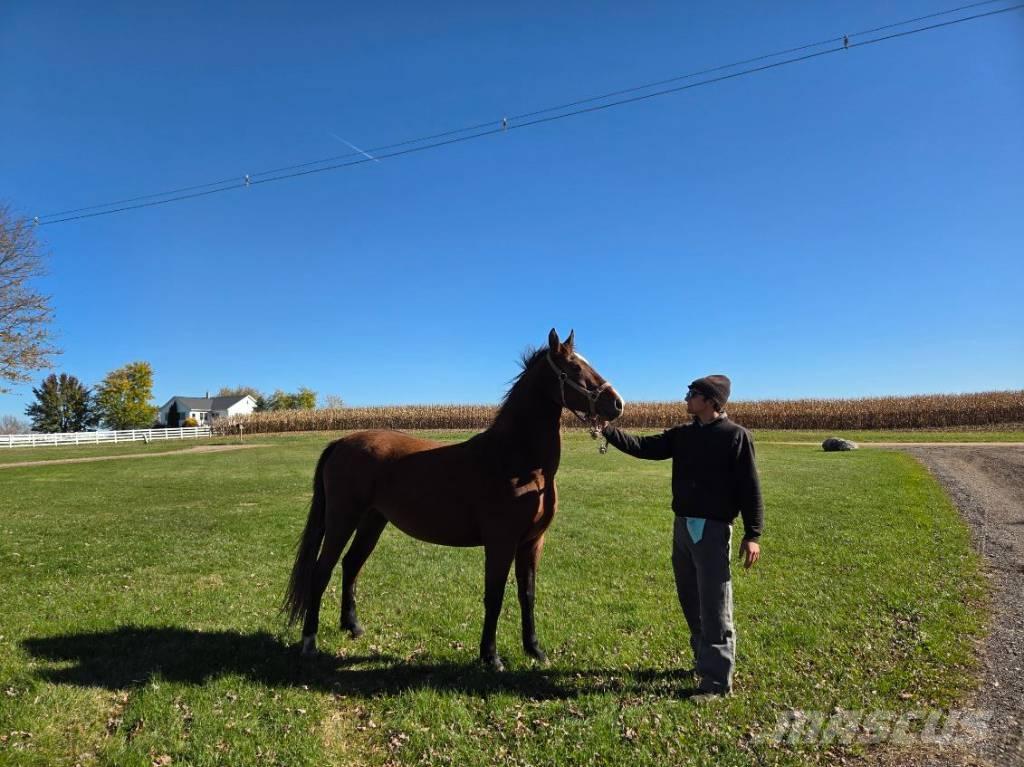  Horse Mare Muut karjatalouskoneet ja lisävarusteet