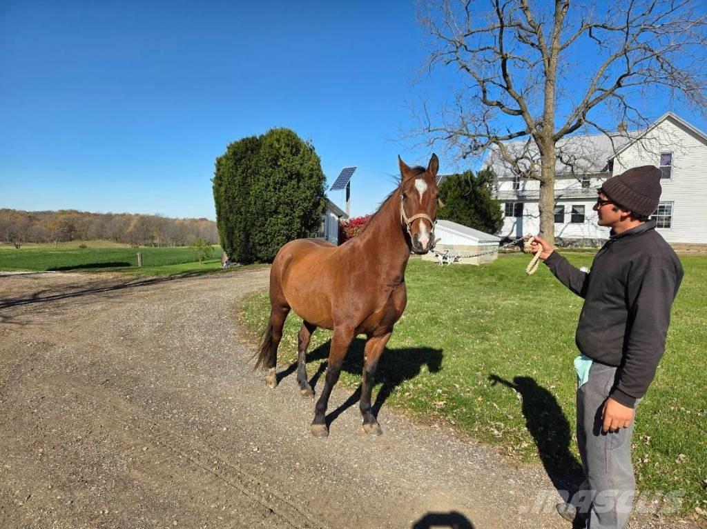  Horse Mare Muut karjatalouskoneet ja lisävarusteet