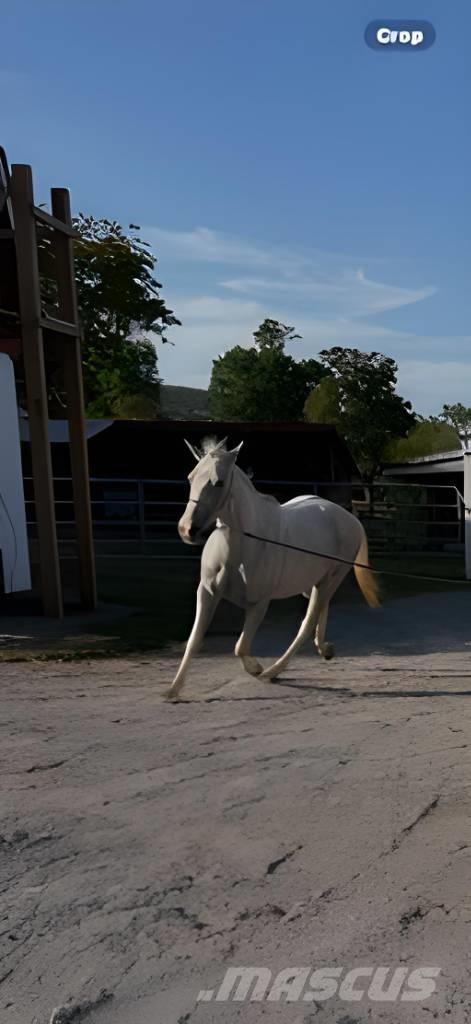  Horse Mare Muut karjatalouskoneet ja lisävarusteet