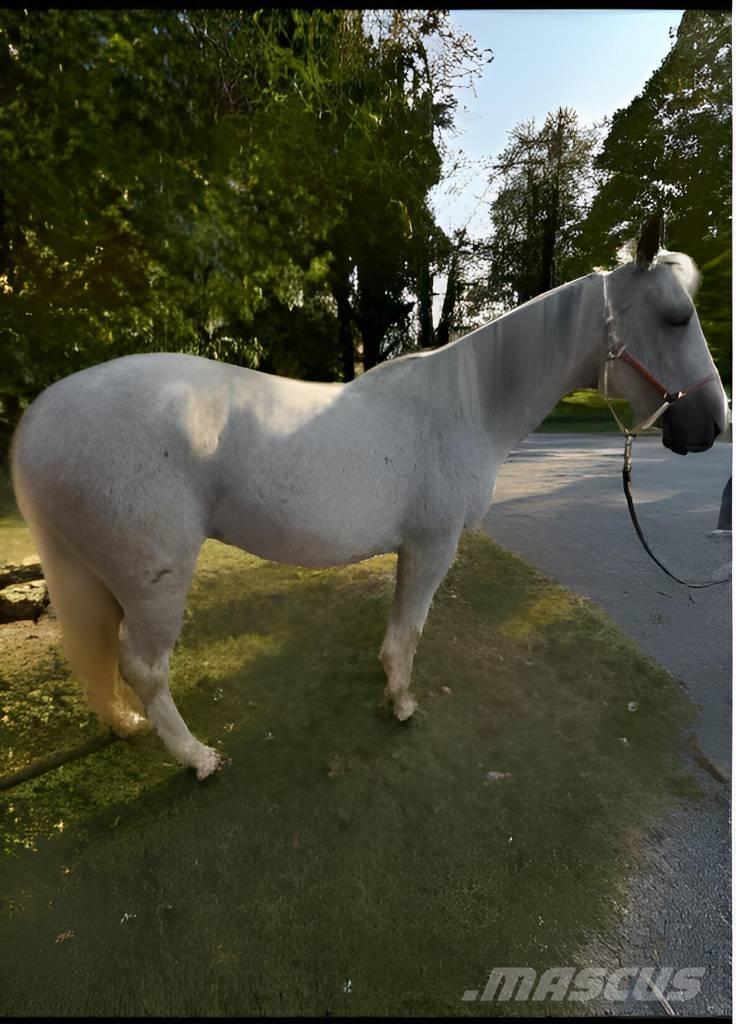  Horse Mare Muut karjatalouskoneet ja lisävarusteet