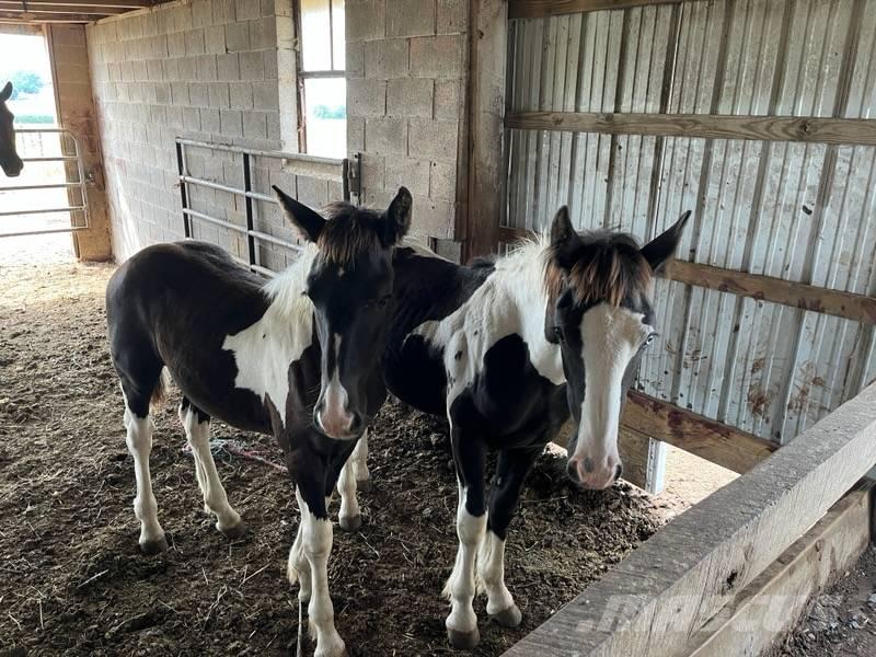  Horse Male Muut karjatalouskoneet ja lisävarusteet