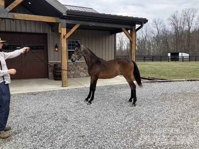 Morgan Filly Muut koneet