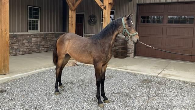 Morgan Filly Muut koneet