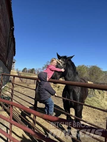  Percheron Team Muut koneet